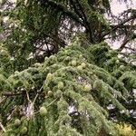 Cedrus atlantica Облик