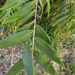 Thysanolaena latifolia Blad