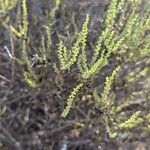 Caroxylon genistoides Blad