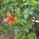 Tecomaria capensis Fleur
