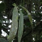 Bulbophyllum comatum Folha