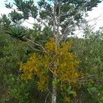 Jacquinia armillaris 樹皮