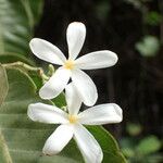 Saba senegalensis Flower