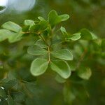 Guaiacum officinale Hostoa