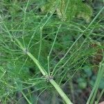 Equisetum arvense Blatt