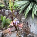 Epidendrum spp. Flower