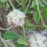 Trifolium tomentosum Fruto