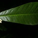 Conchocarpus nicaraguensis Blad