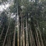 Phyllostachys bambusoides Folha