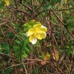 Hypericum hookerianum Flower