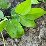 Clematis dioica Leaf