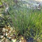 Cyperus haspan Plante entière