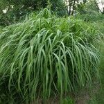 Miscanthus × longiberbis Листок