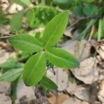 Euphorbia dulcis Folio
