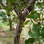 Curatella americana autre