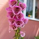 Digitalis purpurea 花