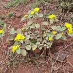 Melhania velutina Habit