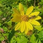 Helianthus giganteusFlor