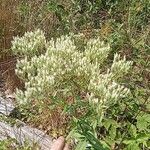 Eupatorium album Yaprak