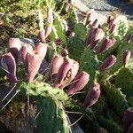 Opuntia macrorhiza Plod