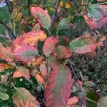 Amelanchier alnifolia Blad