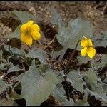 Viola purpurea 整株植物