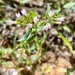 Houstonia longifolia ফুল