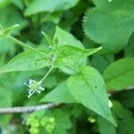 Stellaria nemorum 叶