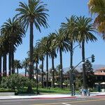 Phoenix canariensis Habitus