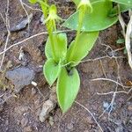 Habenaria tridactylites Otro