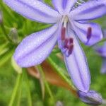 Agapanthus africanusFleur