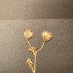 Hieracium caesium Квітка