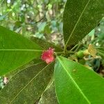 Psychotria suterella Flor
