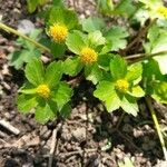 Hacquetia epipactis Flor