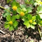 Hacquetia epipactis 花