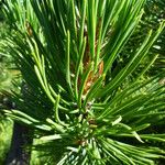 Pinus uncinata Blad