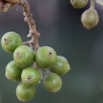 Ficus sur Fruto