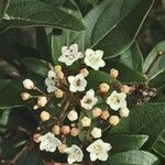 Viburnum rugosum Floare