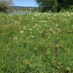 Chaerophyllum bulbosum Хабит