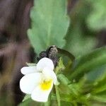 Viola kitaibeliana Blomma