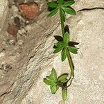 Galium murale Leaf