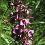 Pedicularis groenlandica Kwiat