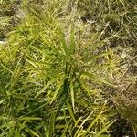 Cyperus alternifolius Leaf