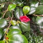 Camellia sasanquaΦύλλο