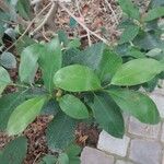 Ficus americana List