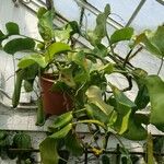 Nepenthes truncata Hábito