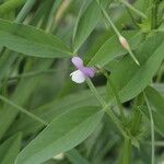 Vicia bithynica Fleur