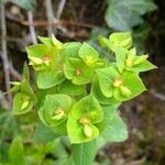 Euphorbia dulcis Otro