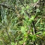 Fallopia convolvulus Fruto