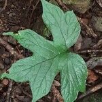 Dorstenia contrajerva Leaf